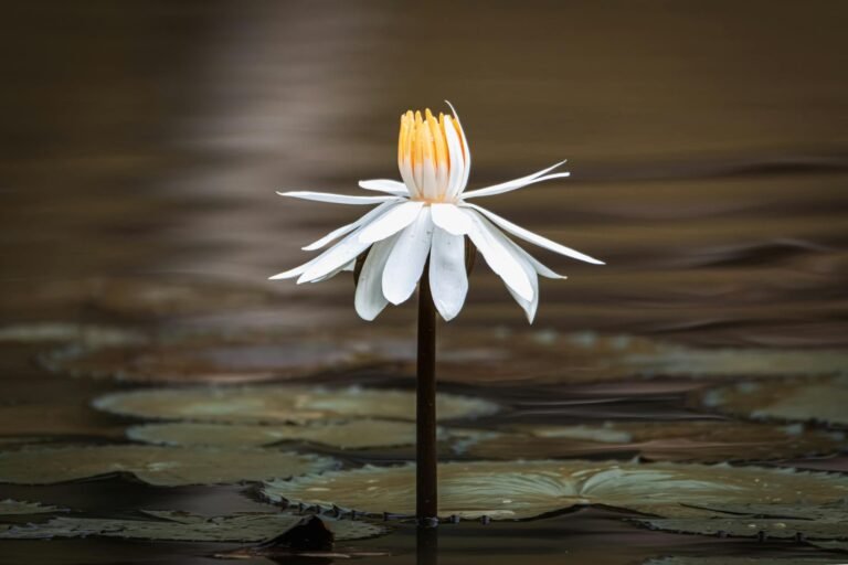 Close-up of a blooming white water lily in Kuala Lumpur, Malaysia, showcasing delicate petals and serene water reflections.
