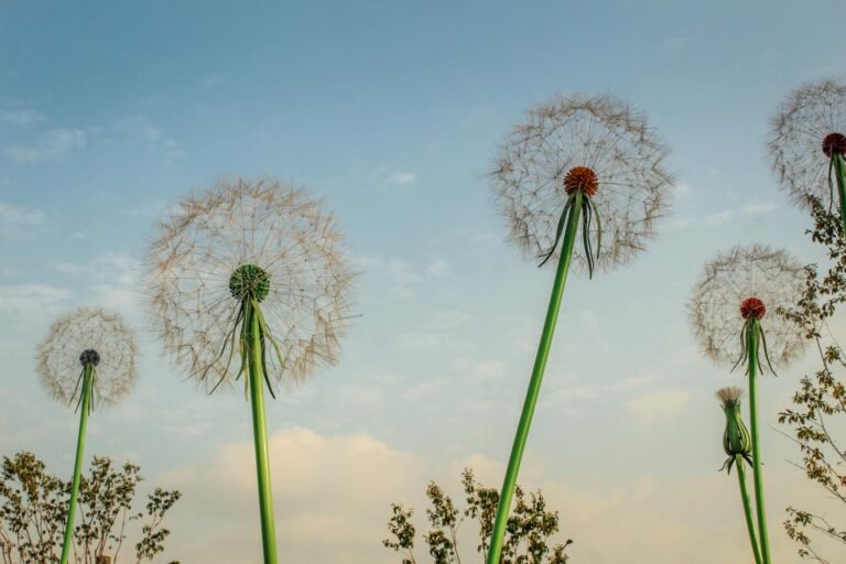 Artistic dandelion sculptures reaching up to a clear blue sky in Seoul, capturing the essence of nature and creativity.