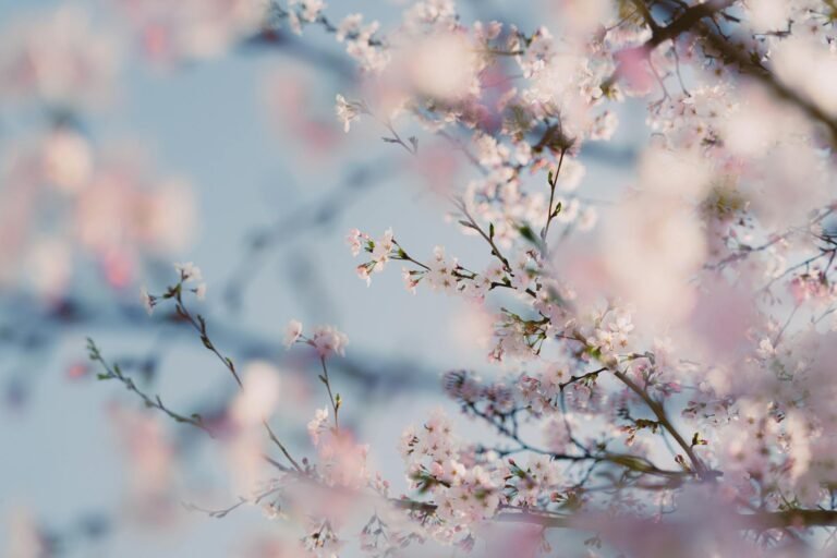 Delicate cherry blossoms signaling spring in Seoul, South Korea.